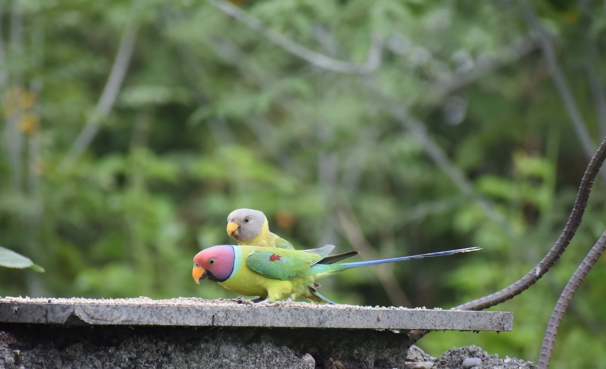 Plum-headed Parakeet - ML243196611