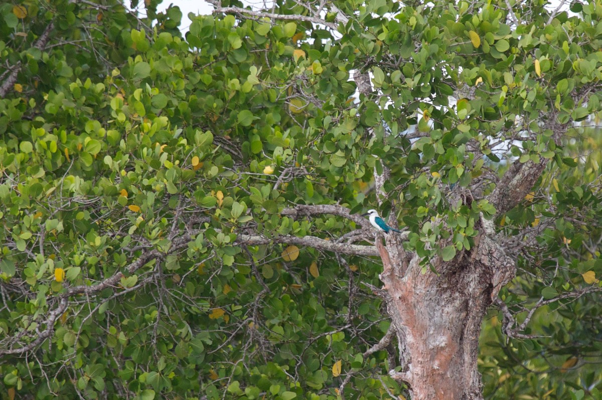 Beach Kingfisher - ML243198471