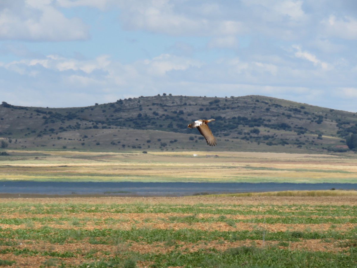 Great Bustard - ML243200211