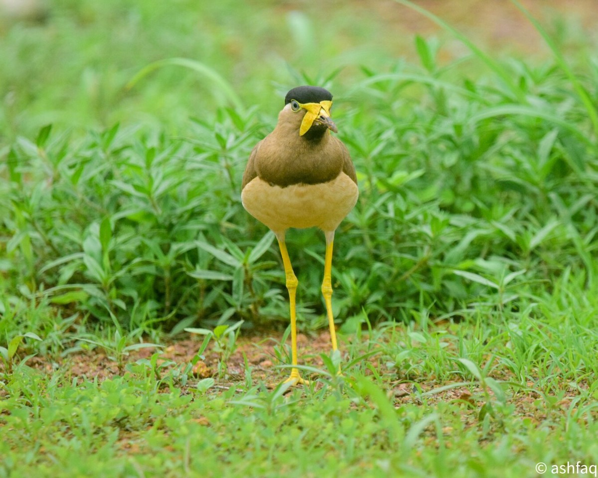 Yellow-wattled Lapwing - Ashfaq Muhammed