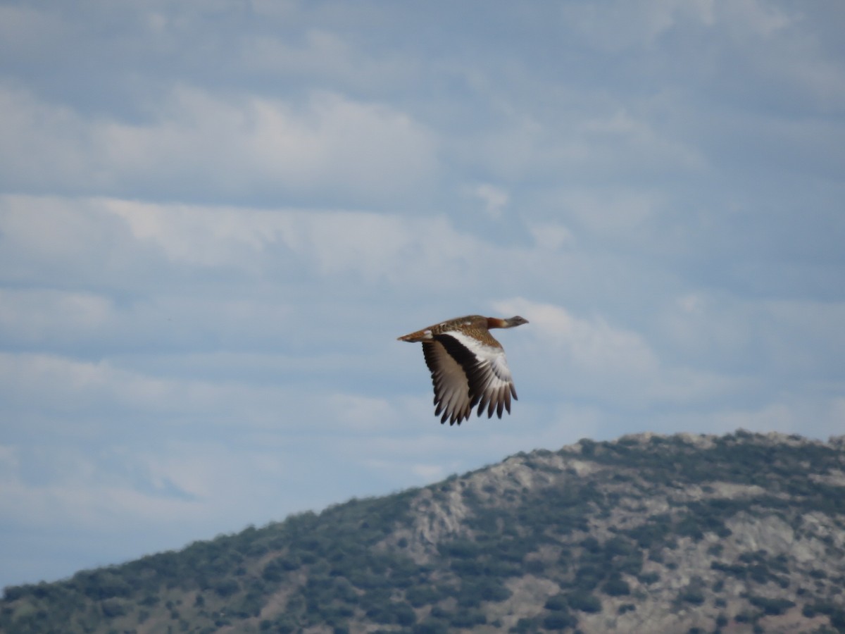 Great Bustard - ML243200311