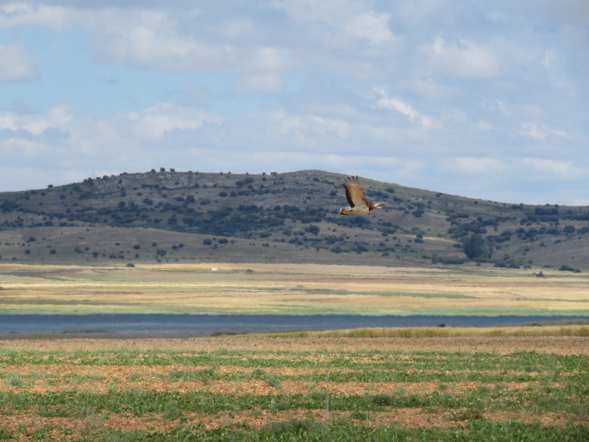 Great Bustard - ML243200321