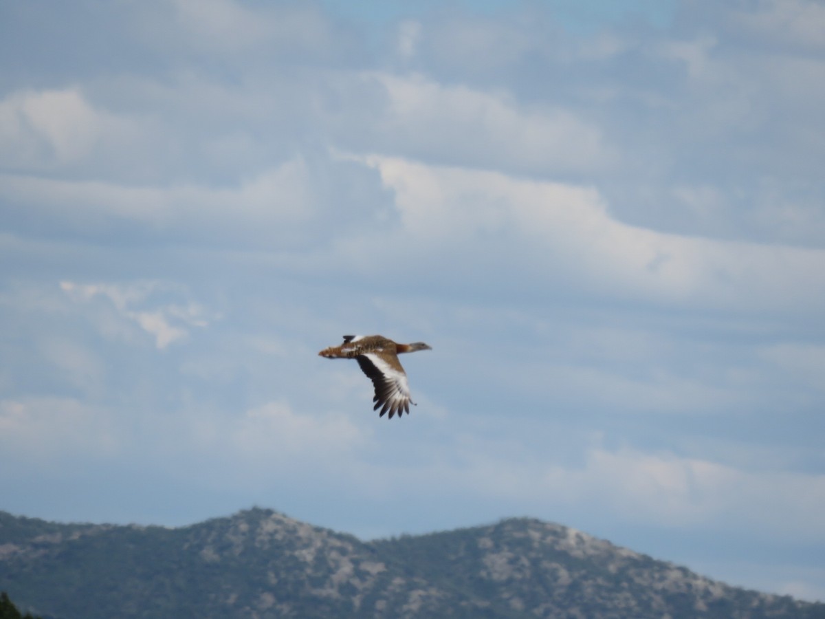 Great Bustard - ML243200361