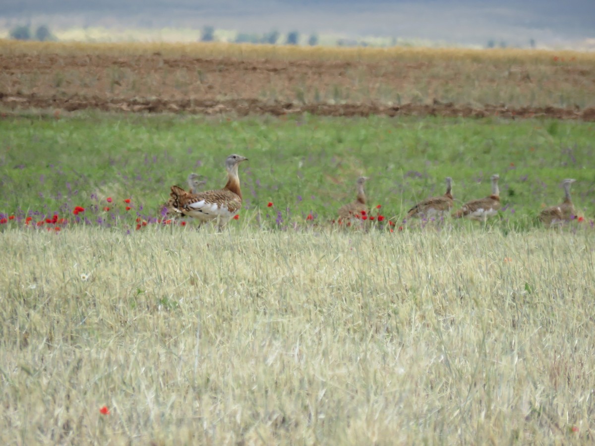 Great Bustard - ML243200441