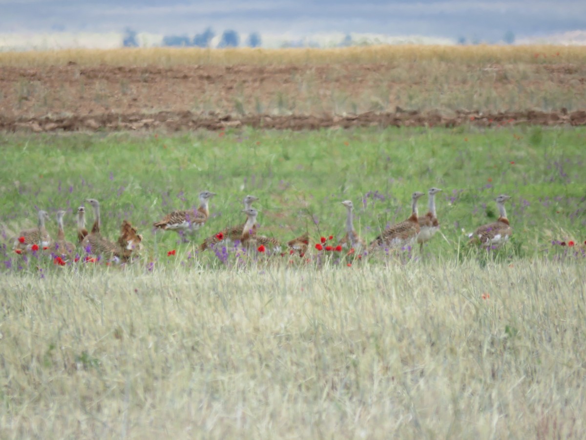 Great Bustard - ML243200461