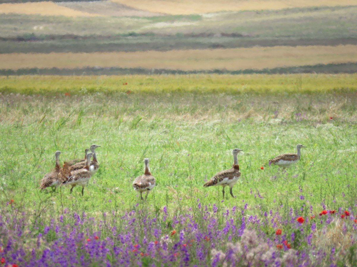 Great Bustard - ML243200531