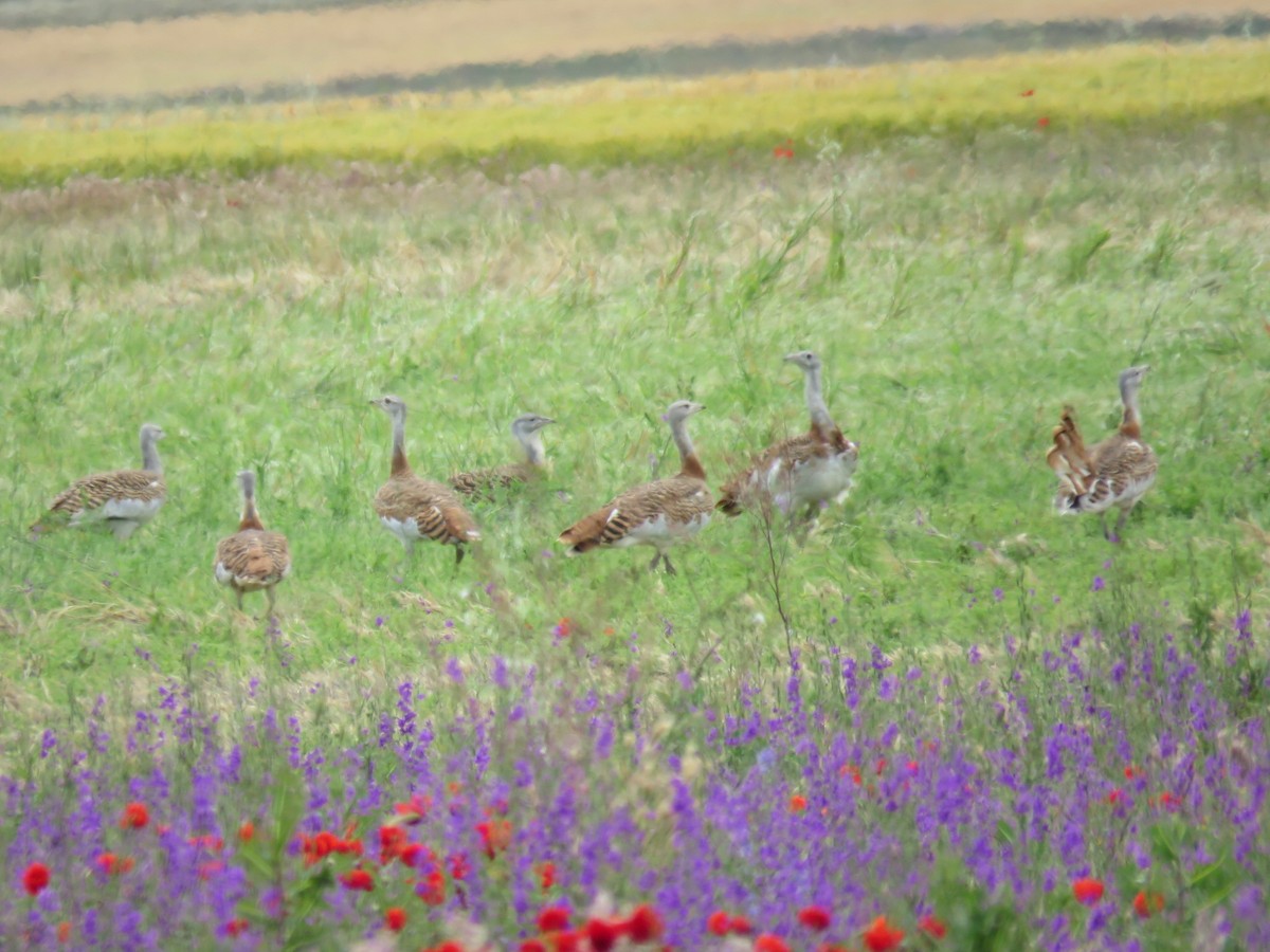 Great Bustard - ML243200641