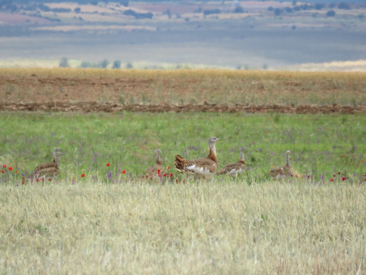 Great Bustard - ML243200721