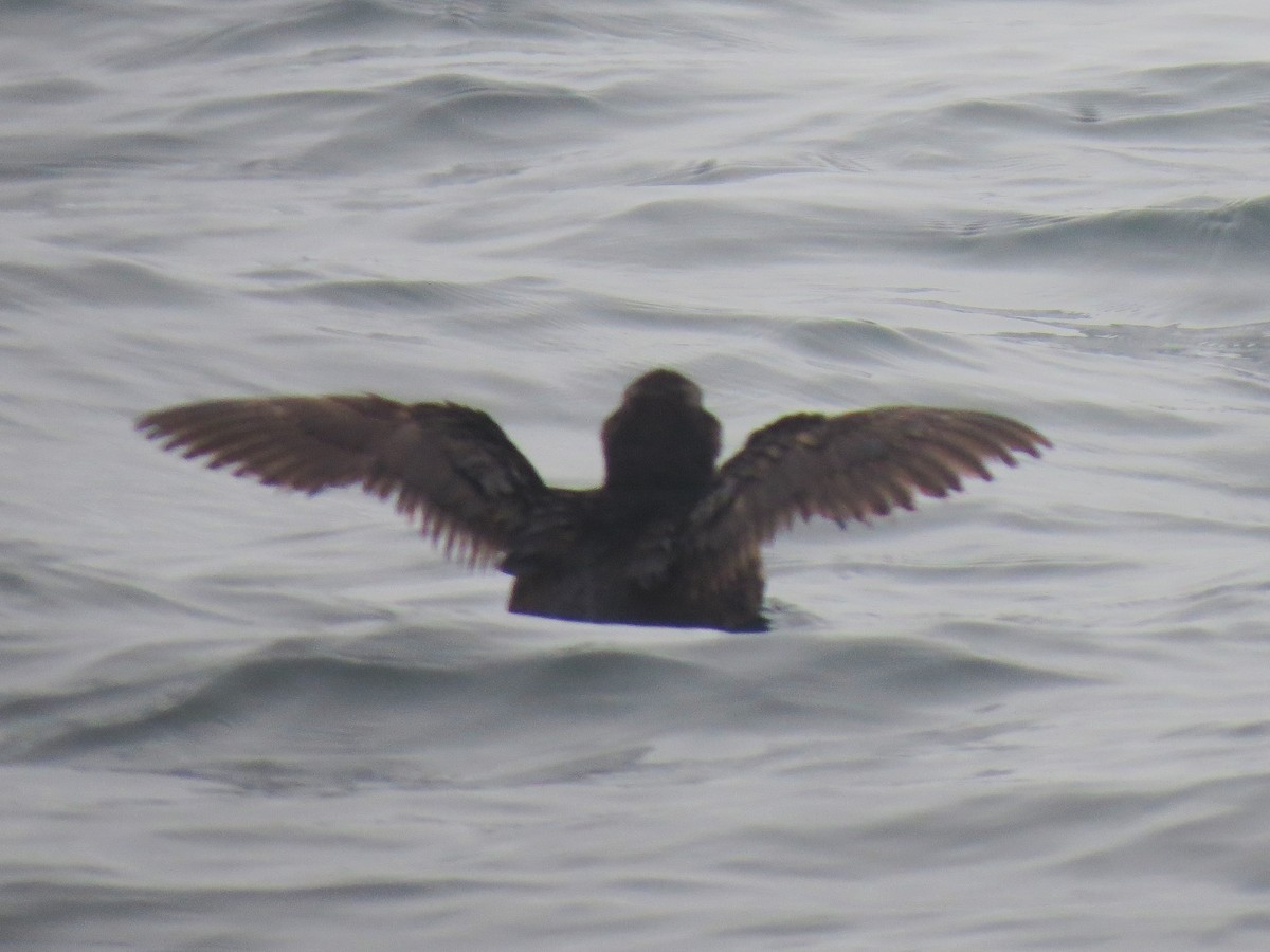 Tufted Puffin - Matthew Hunter