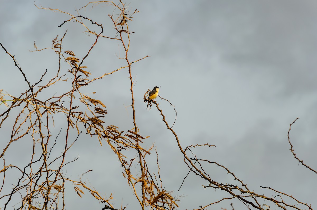 Ashy Prinia - ML243201821