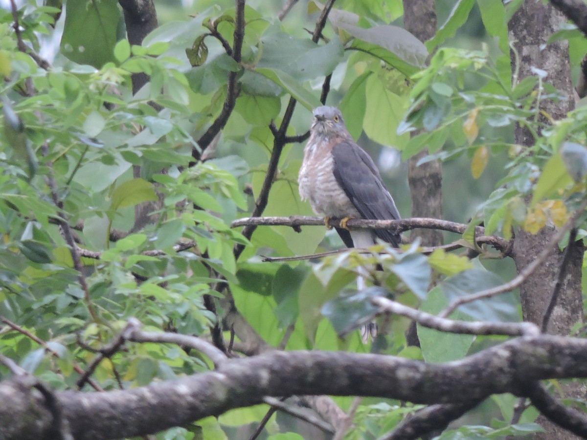 Common Hawk-Cuckoo - ML243202191