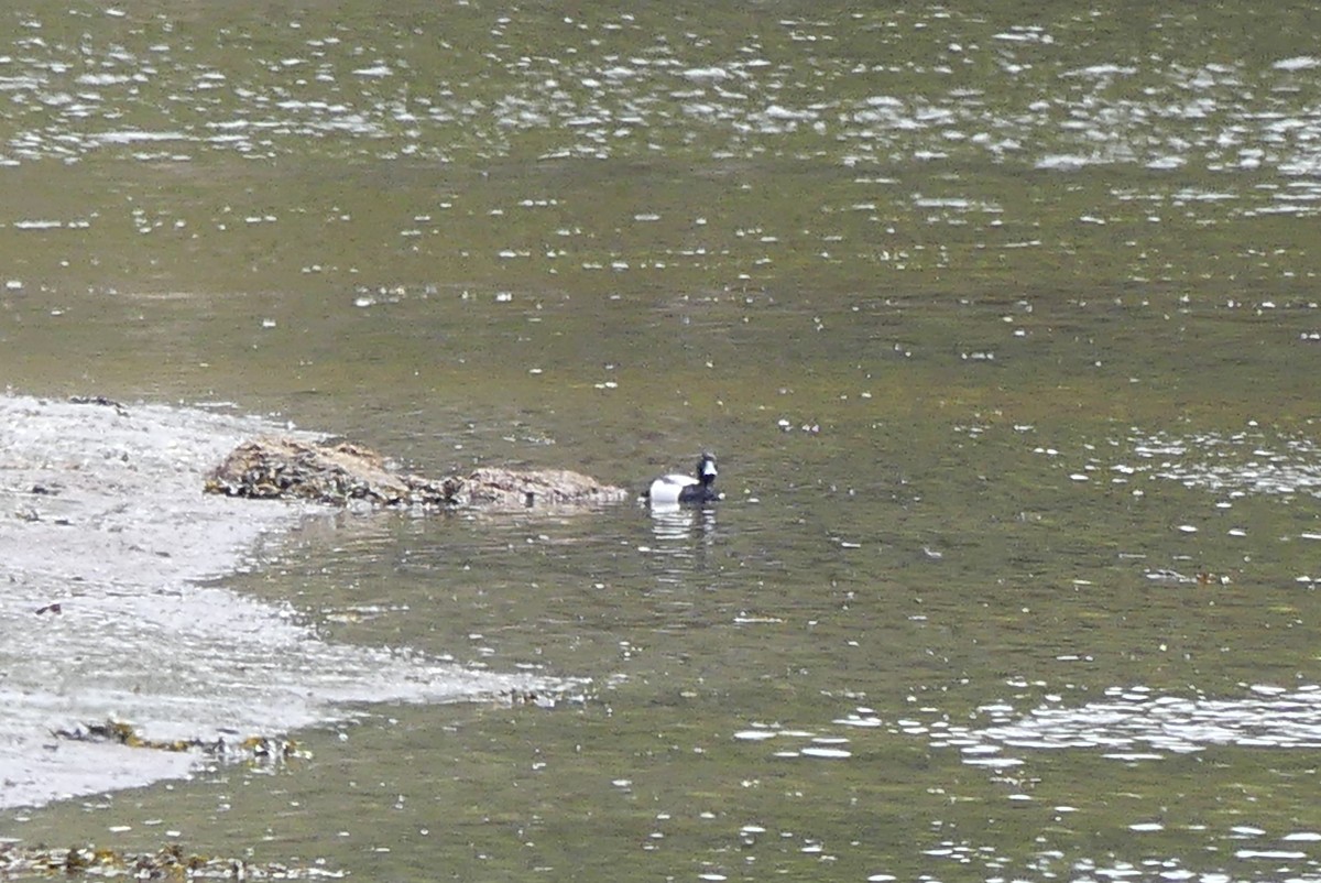 Greater Scaup - ML243202851