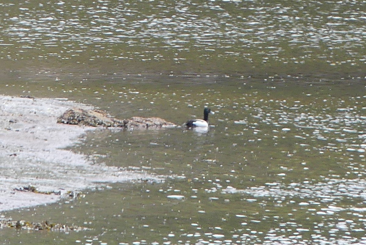 Greater Scaup - ML243202911