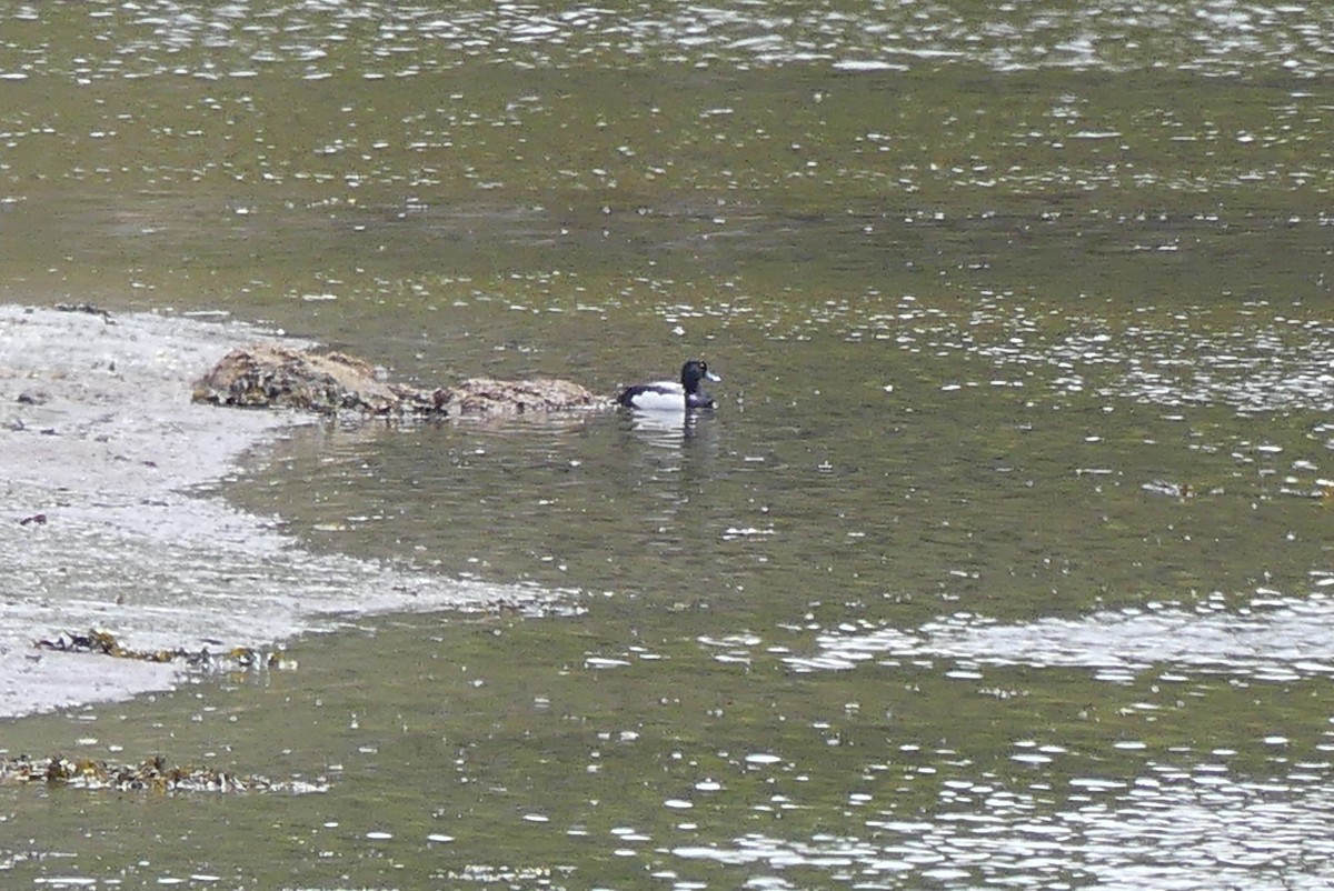 Greater Scaup - ML243202961