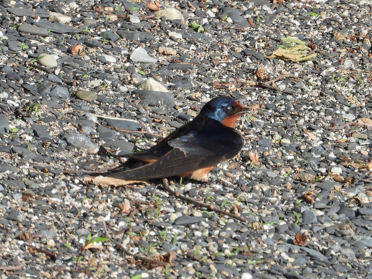 Barn Swallow - ML243203021