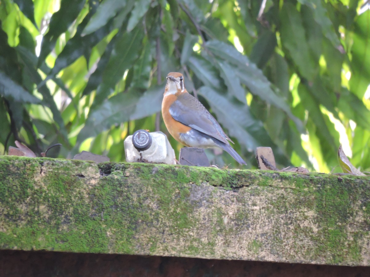 Orange-headed Thrush - Shardul Joshi