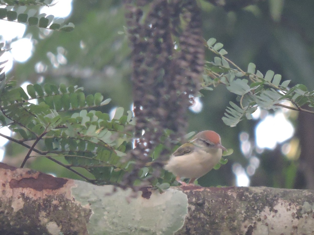 Common Tailorbird - Shardul Joshi