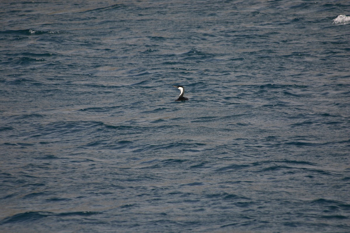 Black-faced Cormorant - ML243205311