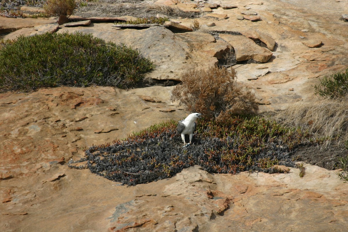 White-bellied Sea-Eagle - ML243205351