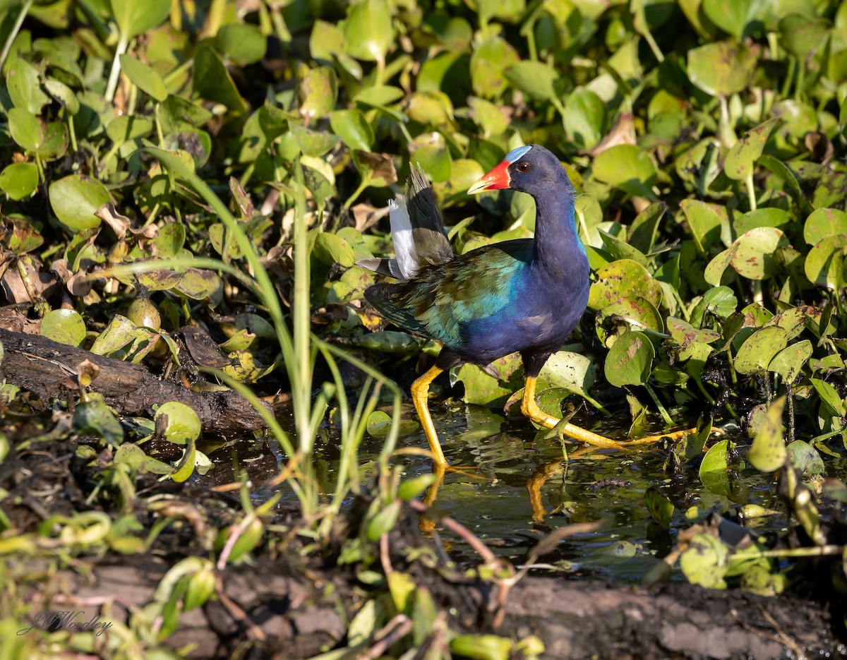 Purple Gallinule - Janey Woodley