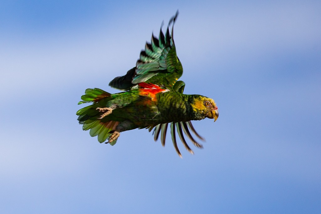 Yellow-faced Parrot - Robert Tizard