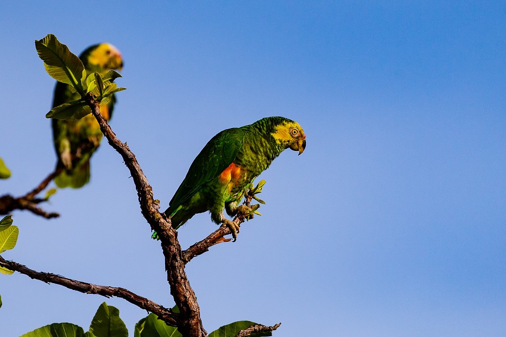 Yellow-faced Parrot - Robert Tizard