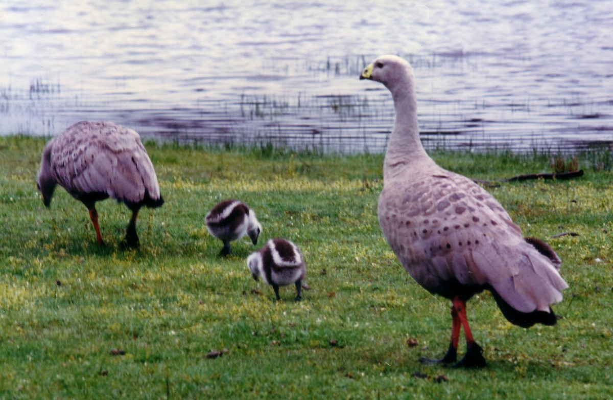 Cape Barren Goose - ML243209391