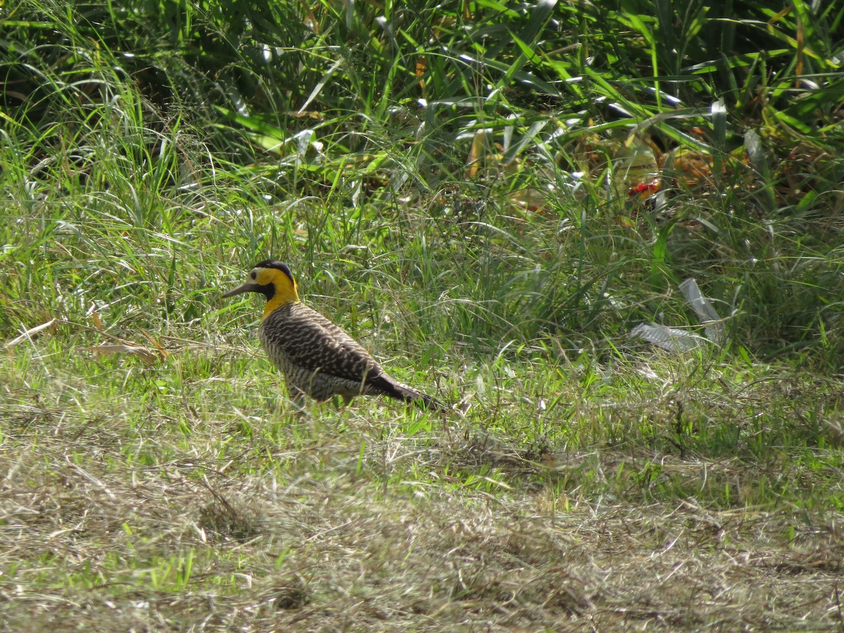 Carpintero Campestre - ML243210511