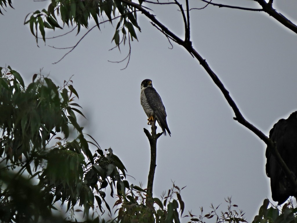 Peregrine Falcon - ML243211631