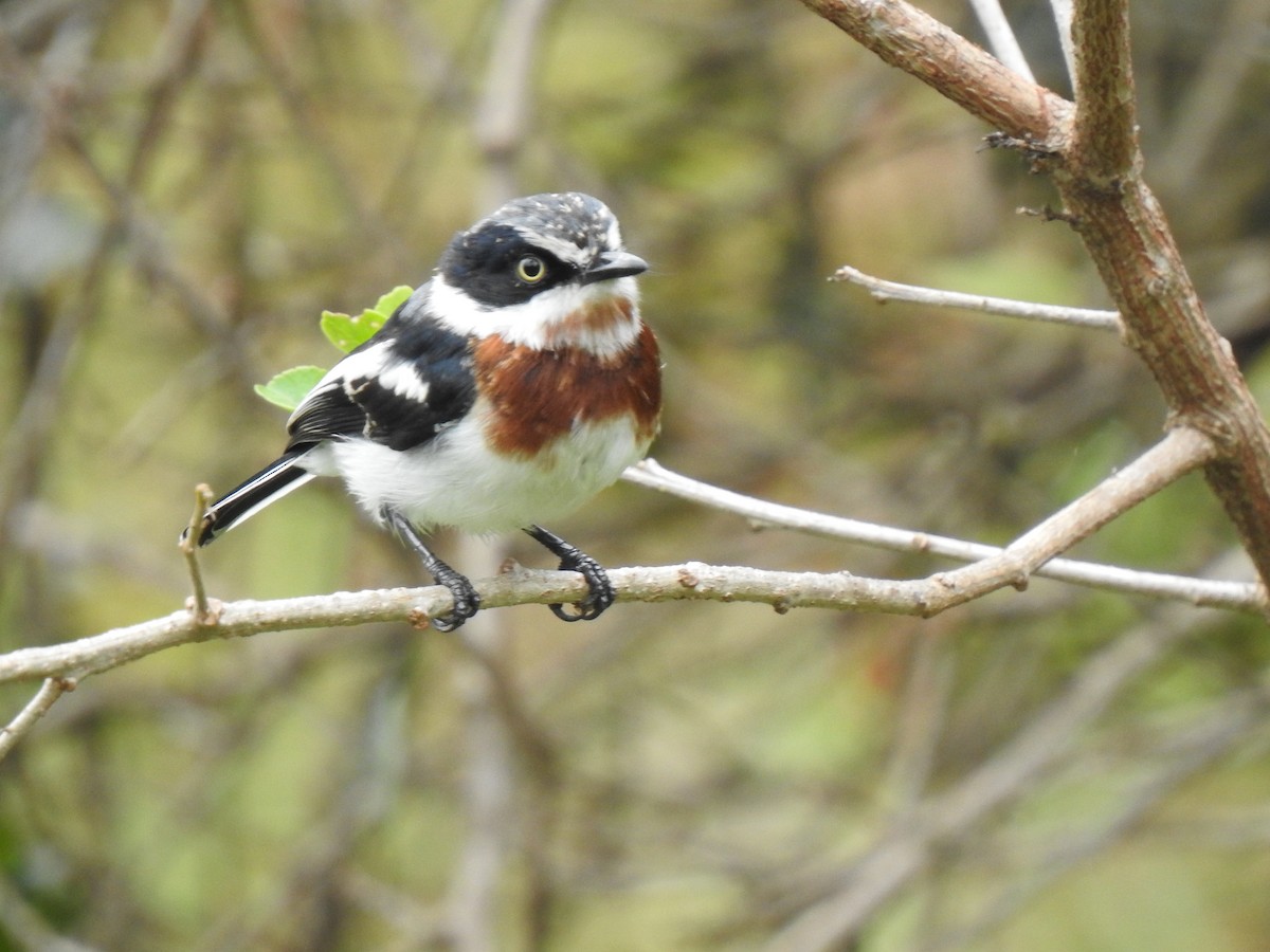 Chinspot Batis - ML243213321