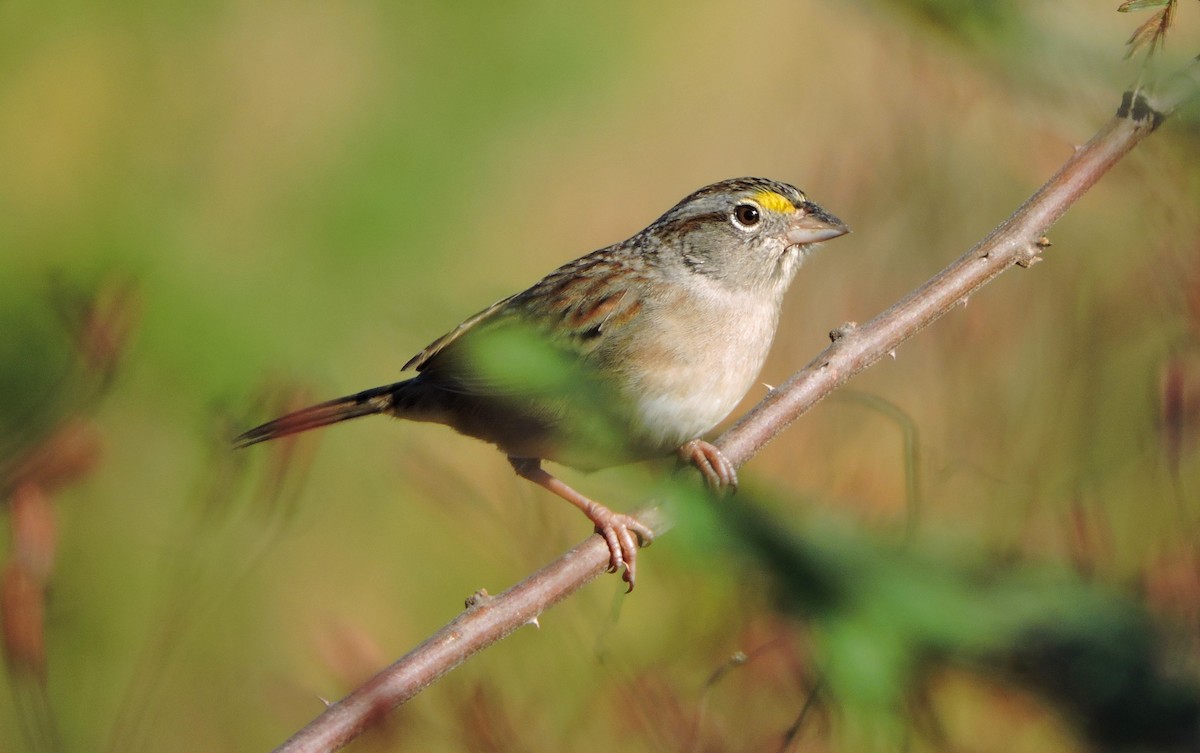 Grassland Sparrow - ML243214561