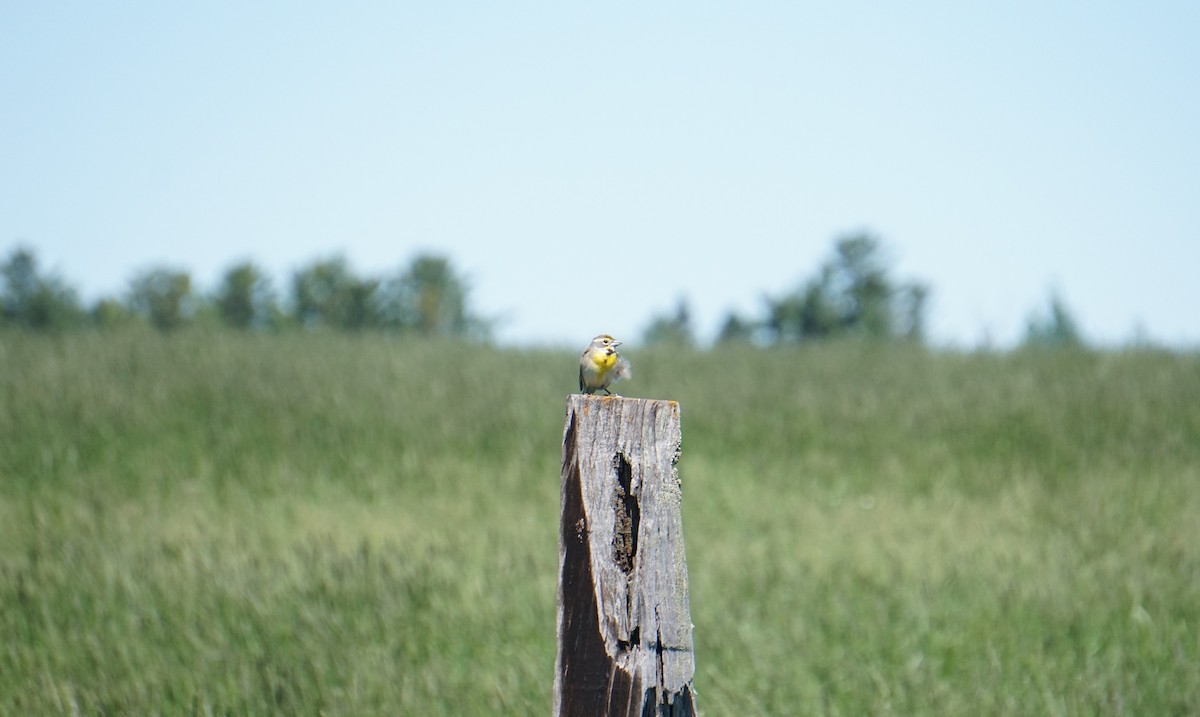 Dickcissel - ML243215041