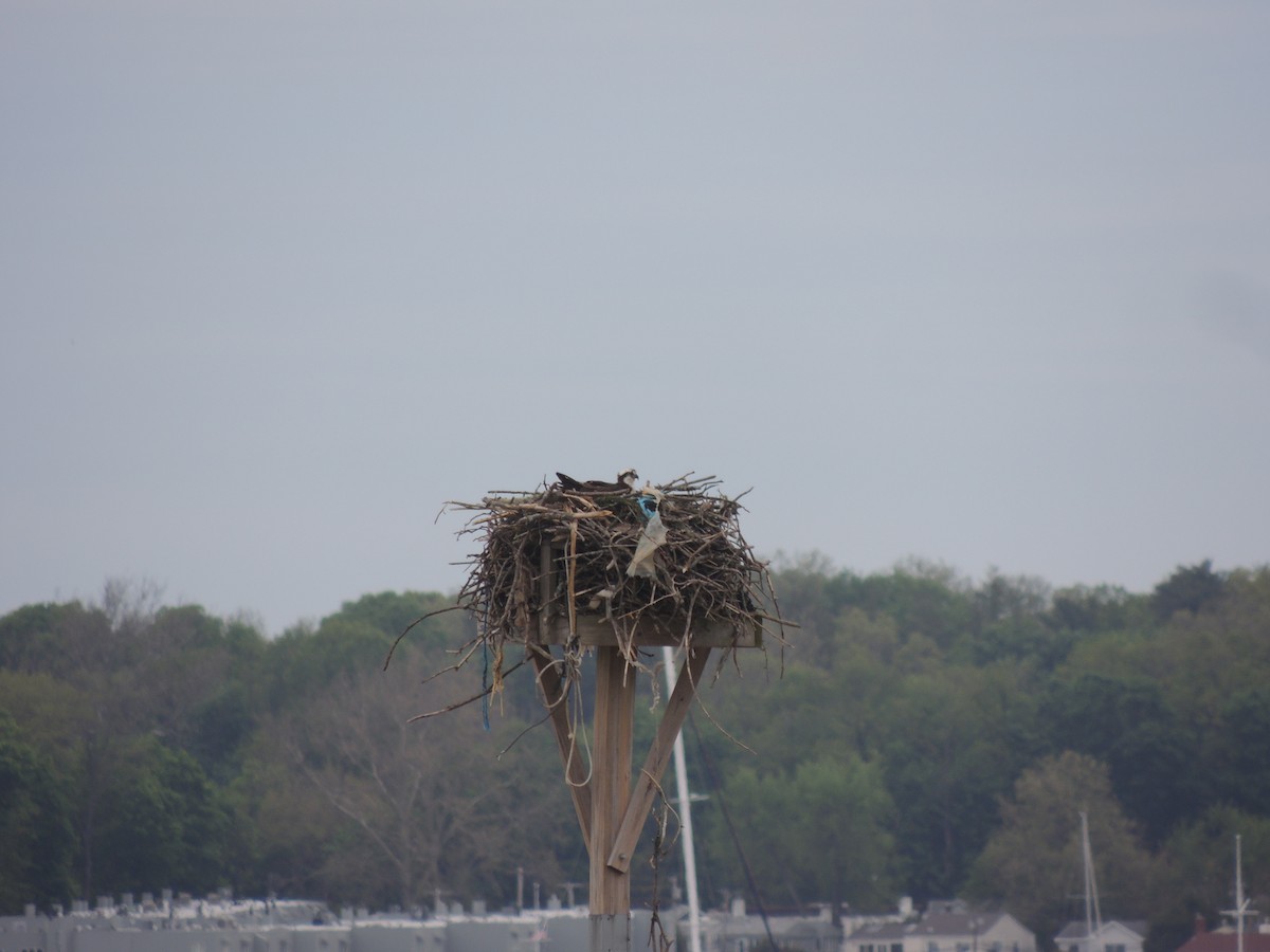 Osprey - ML243215241