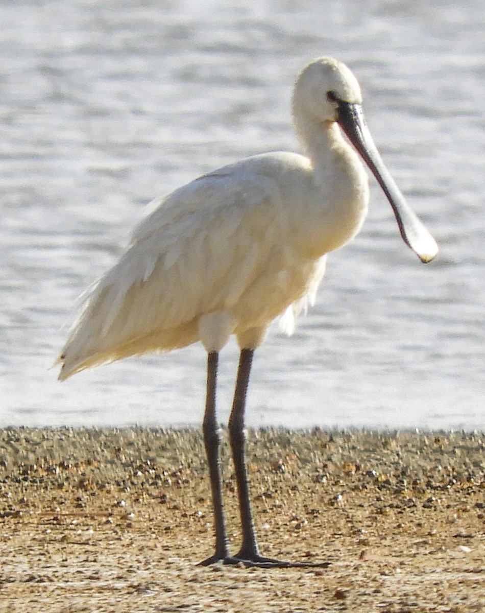 Eurasian Spoonbill - Georgina Cole