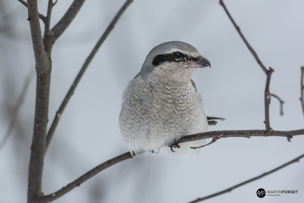 Northern Shrike - ML24321911