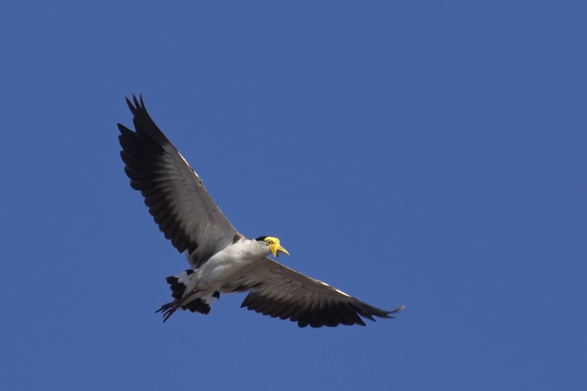 Masked Lapwing - ML24322011