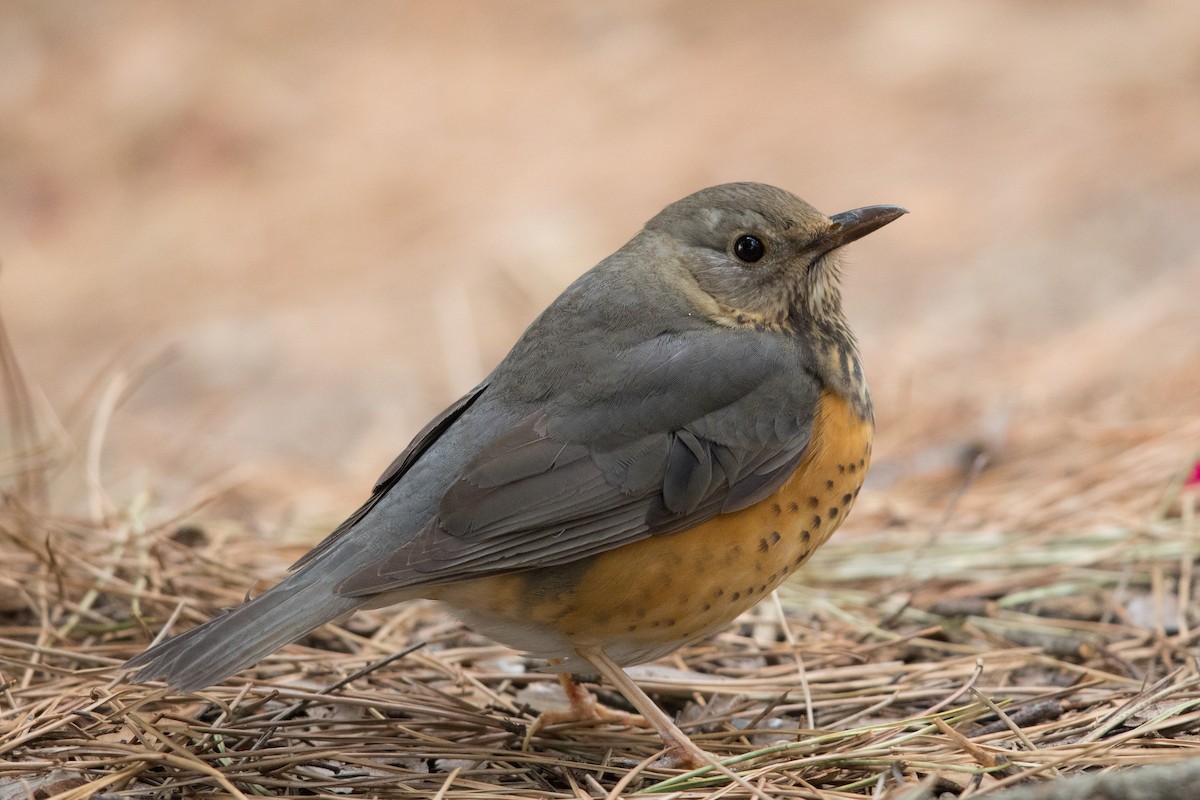 Gray-backed Thrush - ML243226561