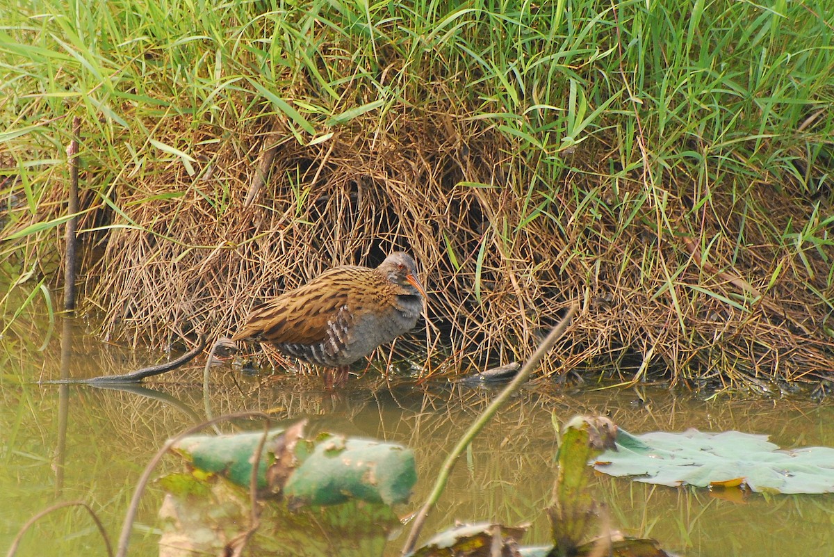 Brown-cheeked Rail - ML243227221