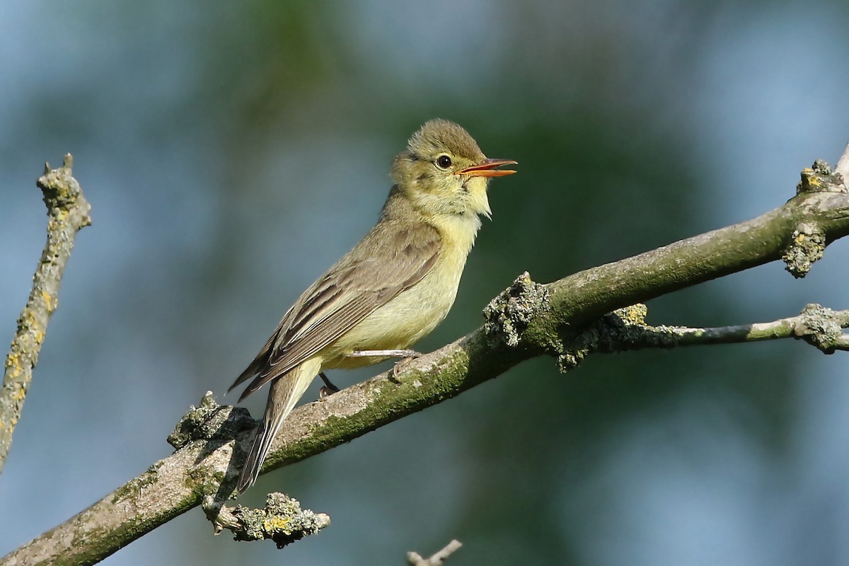 Icterine Warbler - Volker Hesse