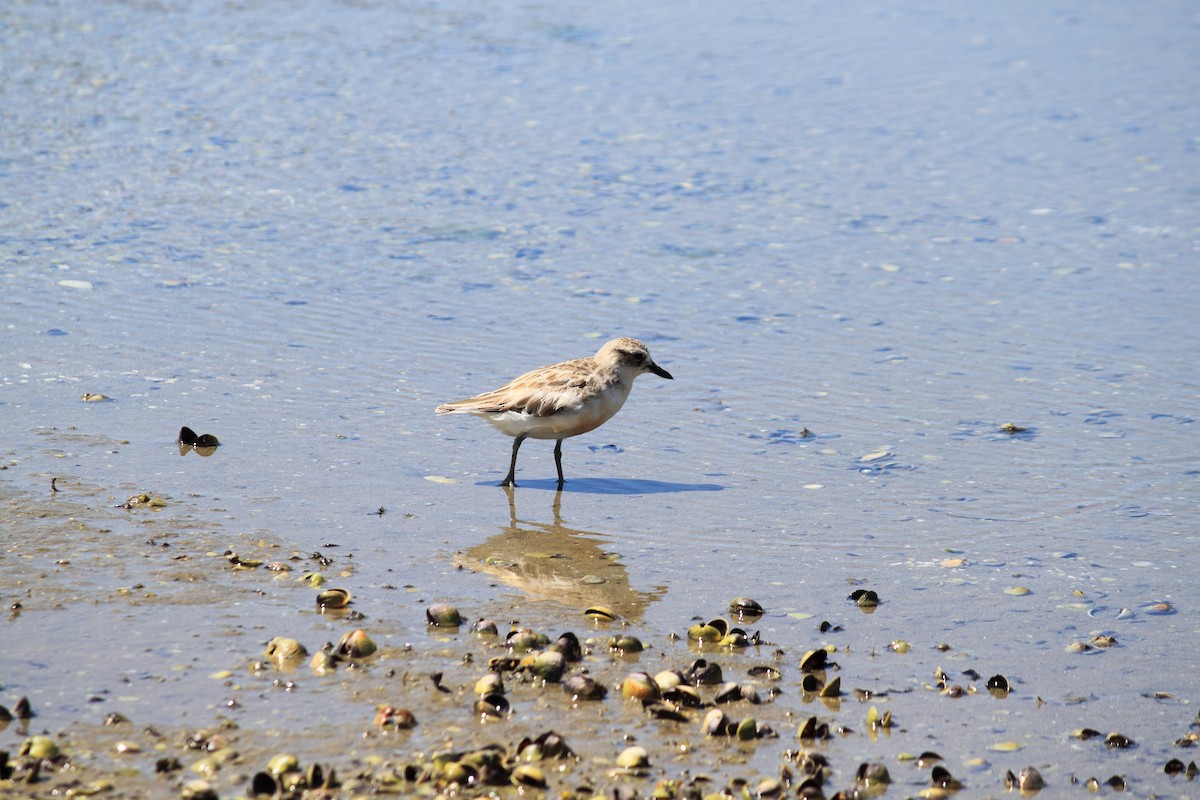 Red-breasted Dotterel - ML243227451