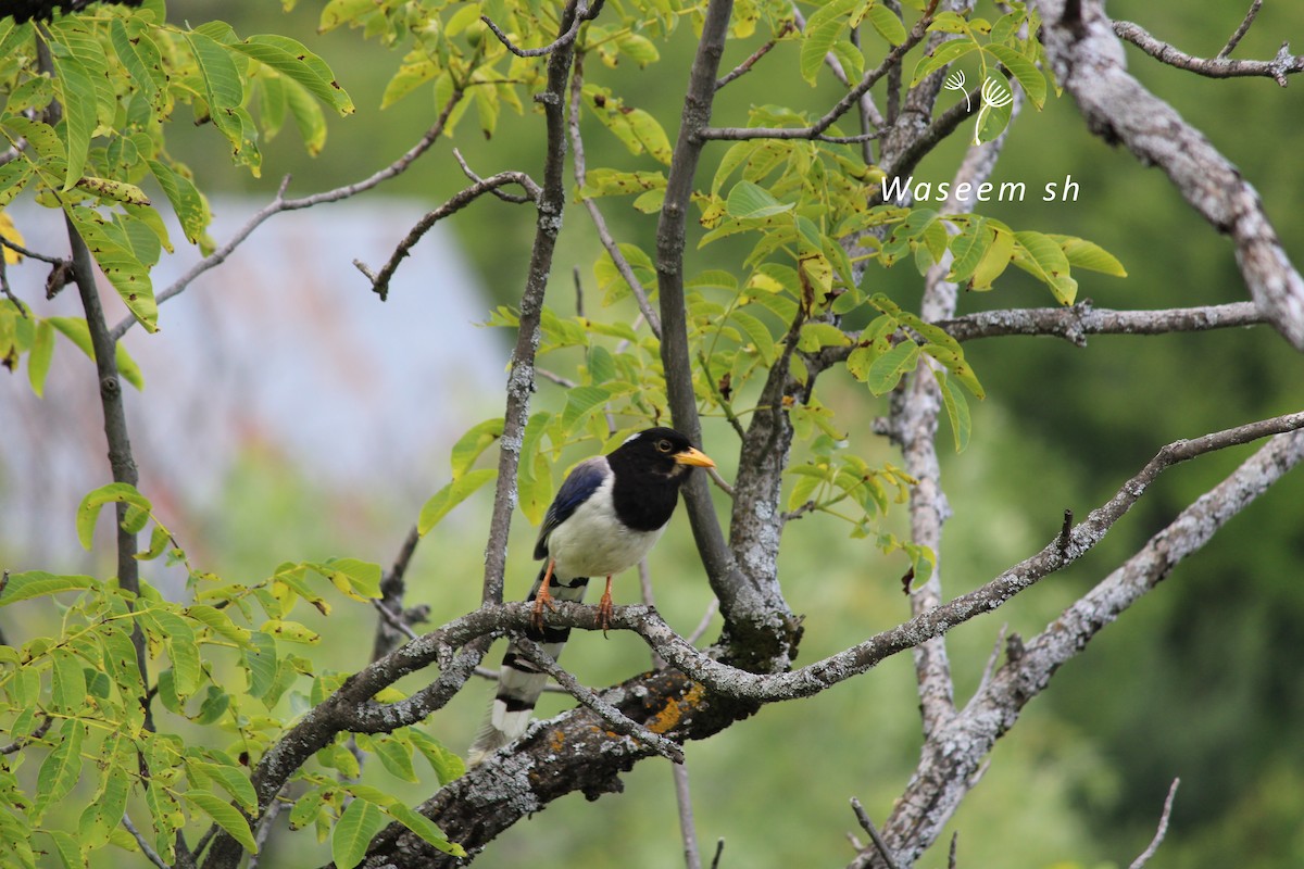 Yellow-billed Blue-Magpie - Waseem  Sheikh