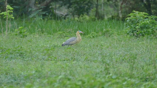 Whistling Heron - ML243228591