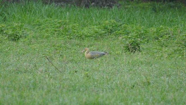 Whistling Heron - ML243228691