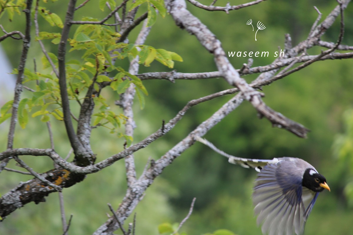 Yellow-billed Blue-Magpie - Waseem  Sheikh