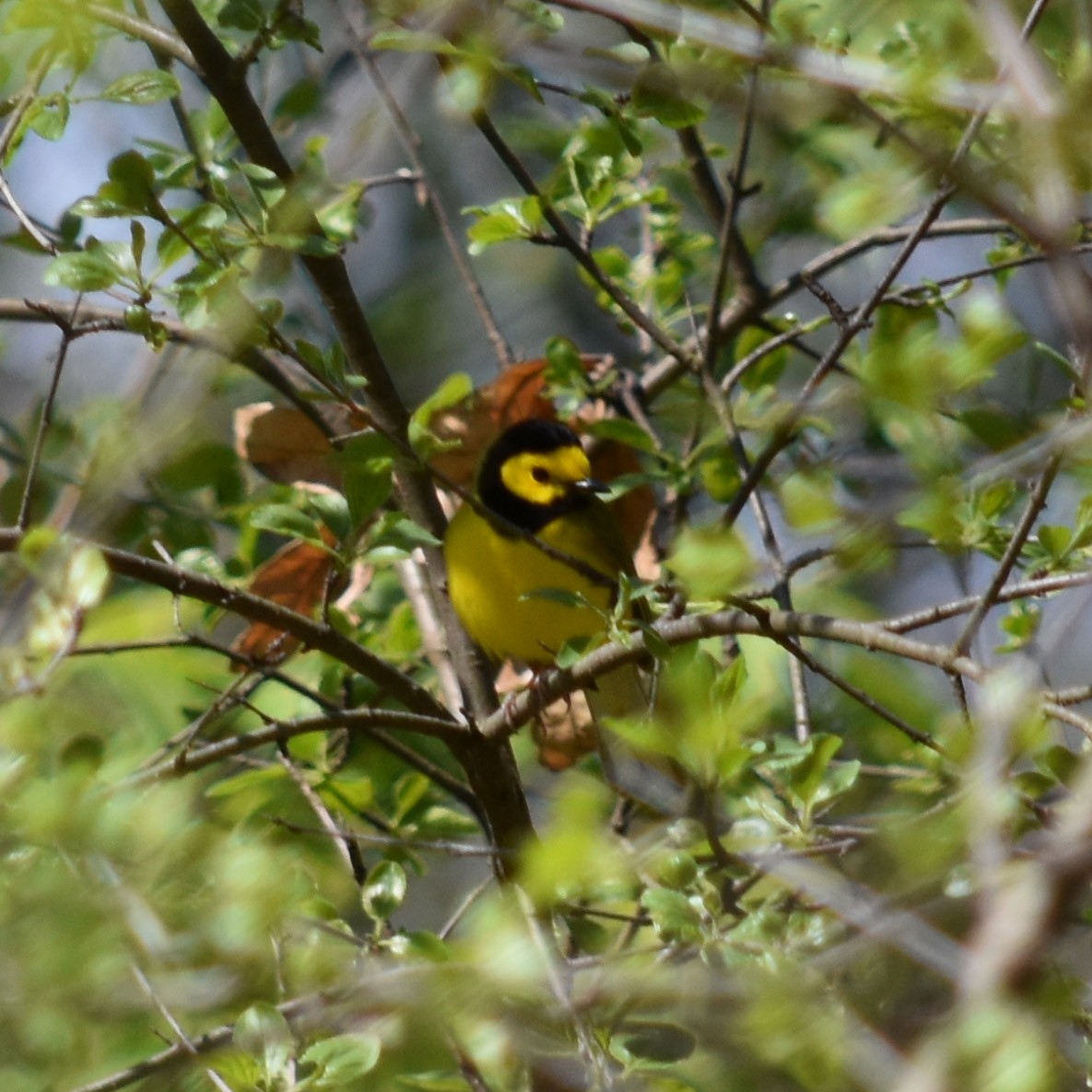 Hooded Warbler - ML243228771