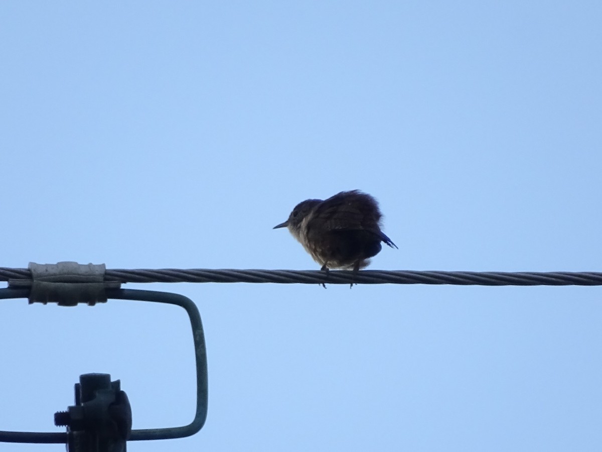 Northern House Wren - ML243230061