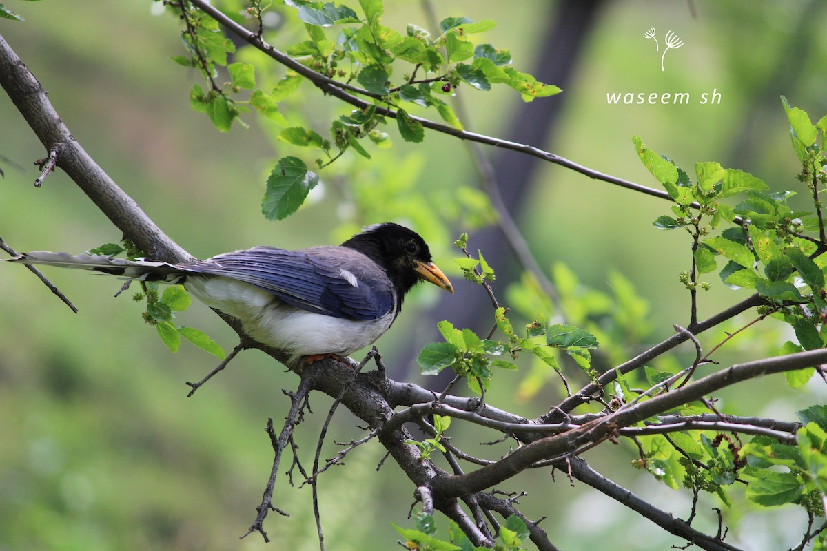 Yellow-billed Blue-Magpie - Waseem  Sheikh