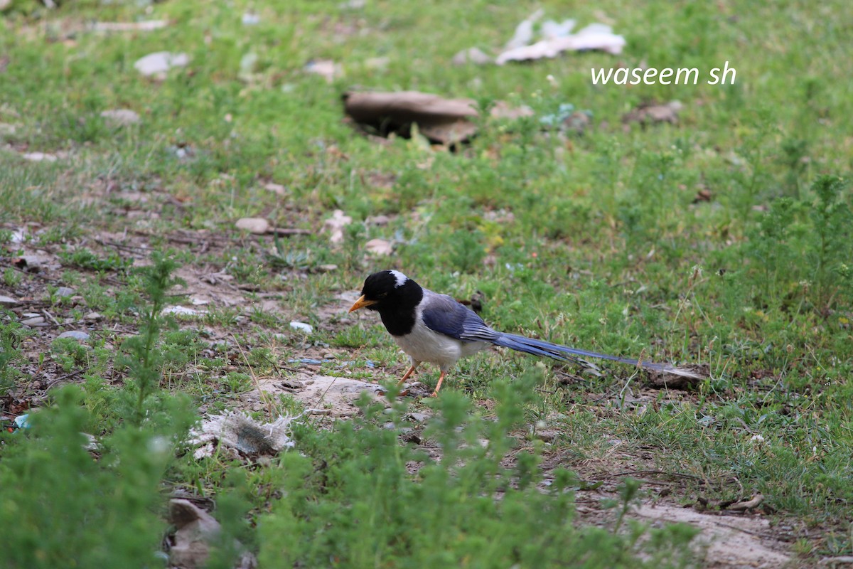 Yellow-billed Blue-Magpie - ML243230351