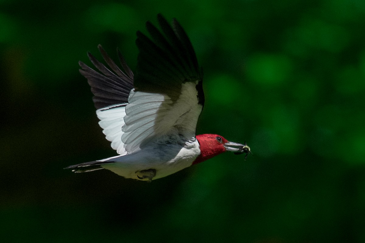 Red-headed Woodpecker - ML243230421