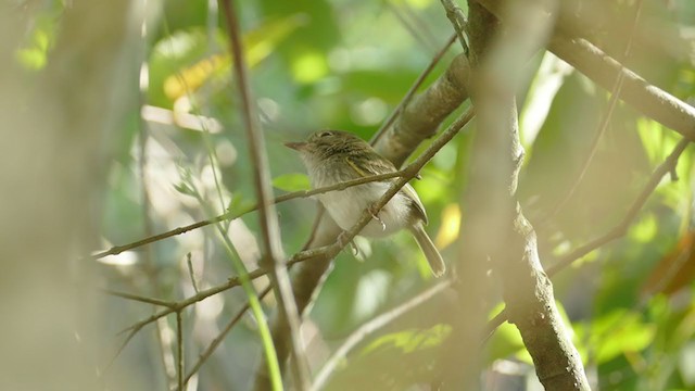 Pearly-vented Tody-Tyrant - ML243230531